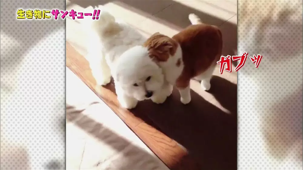ポチに噛みつくタマ