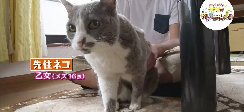 どうすれば犬とネコが仲良くなる 実は Tbsテレビ