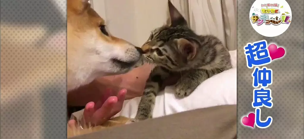 どうすれば犬とネコが仲良くなる 実は Tbsテレビ どうすれば犬とネコが仲良くなる 実は Tbsテレビ