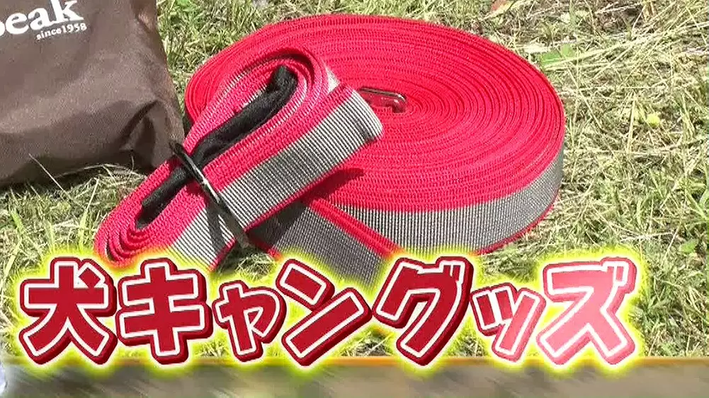 愛犬と一緒にキャンプしよう 犬キャン に便利なおすすめグッズ Tbsテレビ