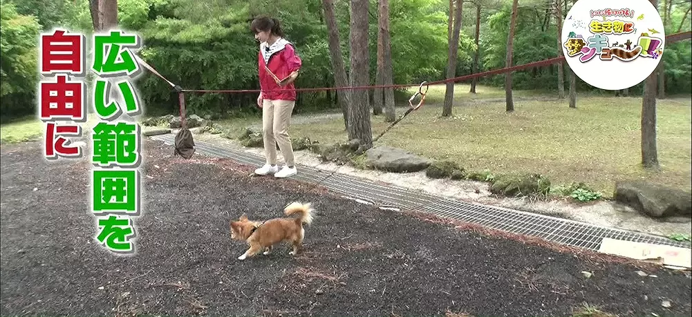 愛犬と一緒にキャンプしよう 犬キャン に便利なおすすめグッズ Tbsテレビ