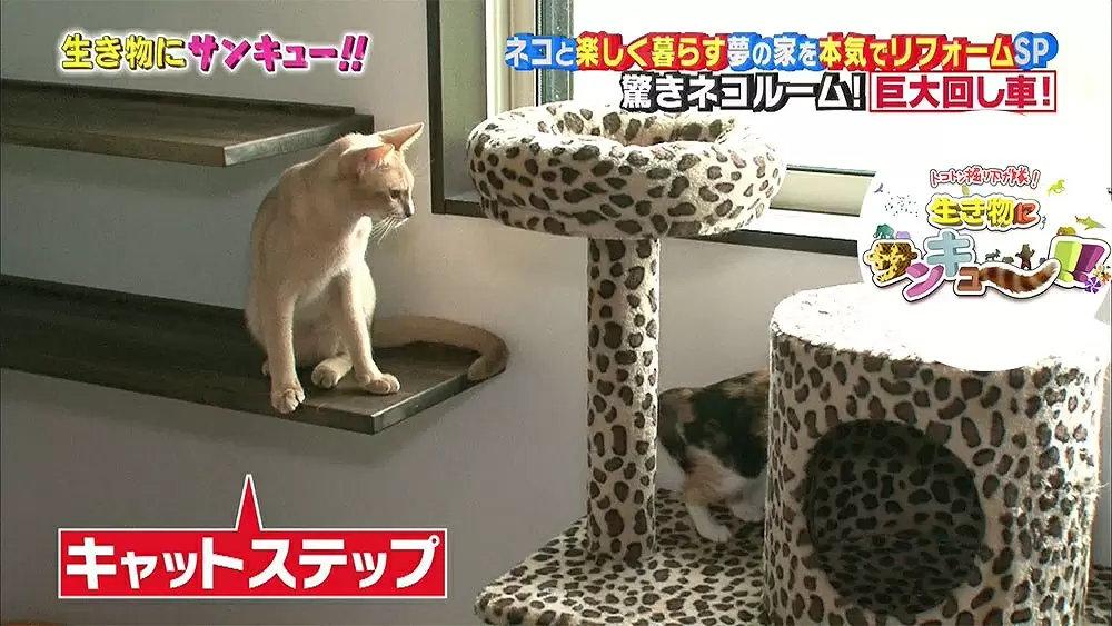 ネコ専用部屋を作った飼い主のアイデアが凄い Tbsテレビ ネコ専用部屋を作った飼い主のアイデアが凄い Tbsテレビ