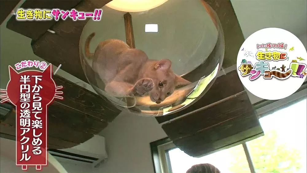 ネコ専用部屋を作った飼い主のアイデアが凄い Tbsテレビ