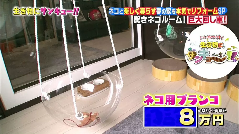 ネコ専用部屋を作った飼い主のアイデアが凄い|TBSテレビ