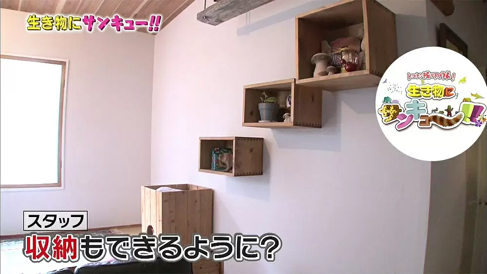 ネコのためのすごいキャットステップ キャットウォーク Tbsテレビ
