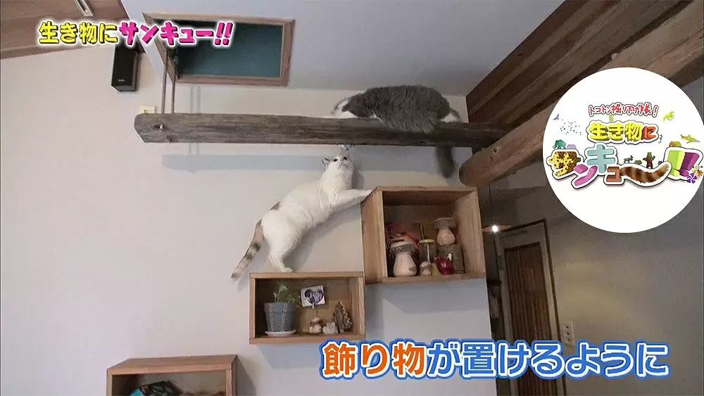 ネコのためのすごいキャットステップ キャットウォーク Tbsテレビ