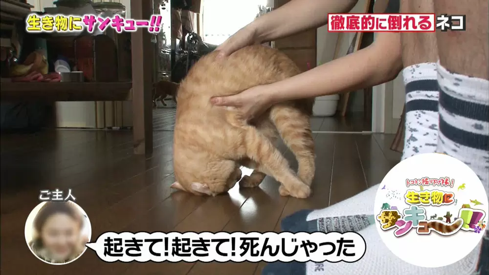 もしかして中身は人間 スゴ技を持ったペットたち Tbsテレビ もしかして中身は人間 スゴ技を持ったペットたち Tbsテレビ