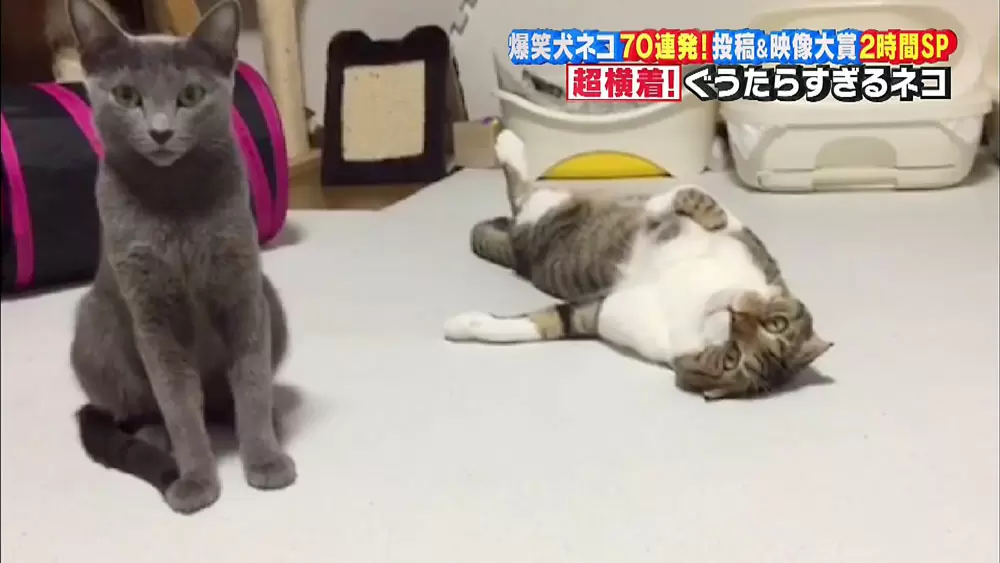 何としてでもごはんが食べたい 犬 猫のおもしろ行動 Tbsテレビ