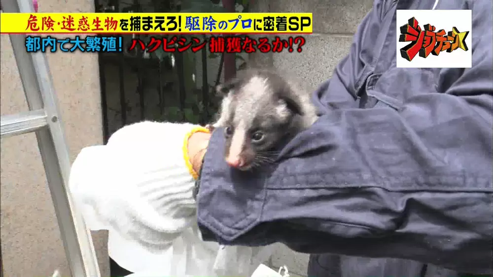 可愛く見えてとっても危険な生物 ハクビシン 都内に急増中の理由とは Tbsテレビ 可愛く見えてとっても危険な生物 ハクビシン 都内に急増中の理由とは Tbsテレビ