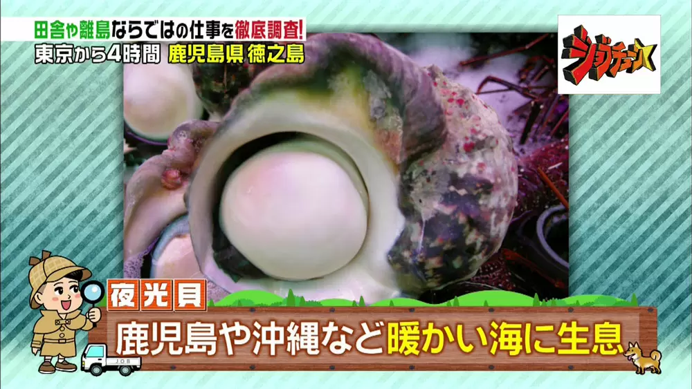 神秘的な夜光貝アクセサリーが超キレイ♪ふるさと納税の返礼品にも