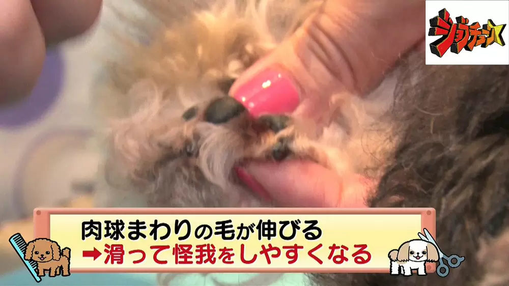 ただキレイにするだけじゃない トリマー のお仕事に密着 ジョブチューン Tbsテレビ