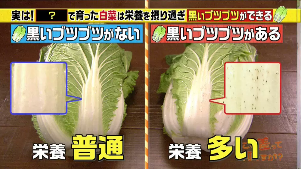 白菜の 黒いブツブツ は美容にも良いあの成分だった 知って差がつくお野菜雑学 Tbsテレビ 白菜の 黒いブツブツ は美容にも良いあの成分だった 知って差がつくお野菜雑学 Tbsテレビ