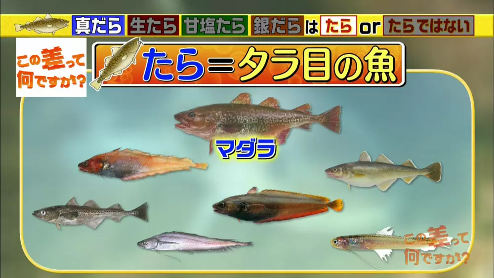 深海魚も混じってます 4つの たら の違いを徹底解説 この差って何ですか Tbsテレビ 深海魚も混じってます 4つの たら の違いを徹底解説 この差って何ですか Tbsテレビ