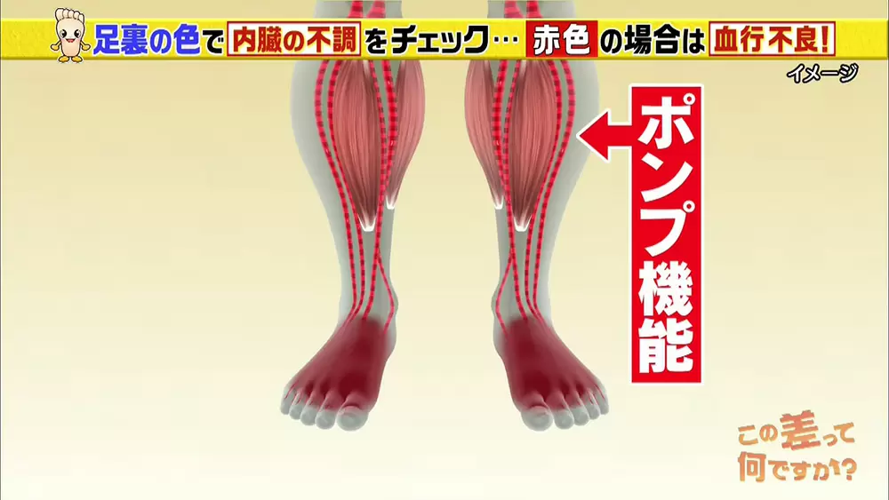 内臓の不調は 足の裏の色 でわかる 簡単セルフチェック Tbsテレビ 内臓の不調は 足の裏の色 でわかる 簡単セルフチェック Tbsテレビ