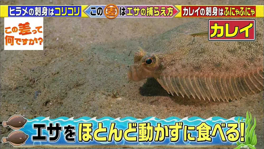 ヒラメ と カレイ 似ているのに カレイの刺身 を見ないのはなぜ この差って何ですか Tbsテレビ ヒラメ と カレイ 似ているのに カレイの刺身 を見ないのはなぜ この差って何ですか Tbsテレビ