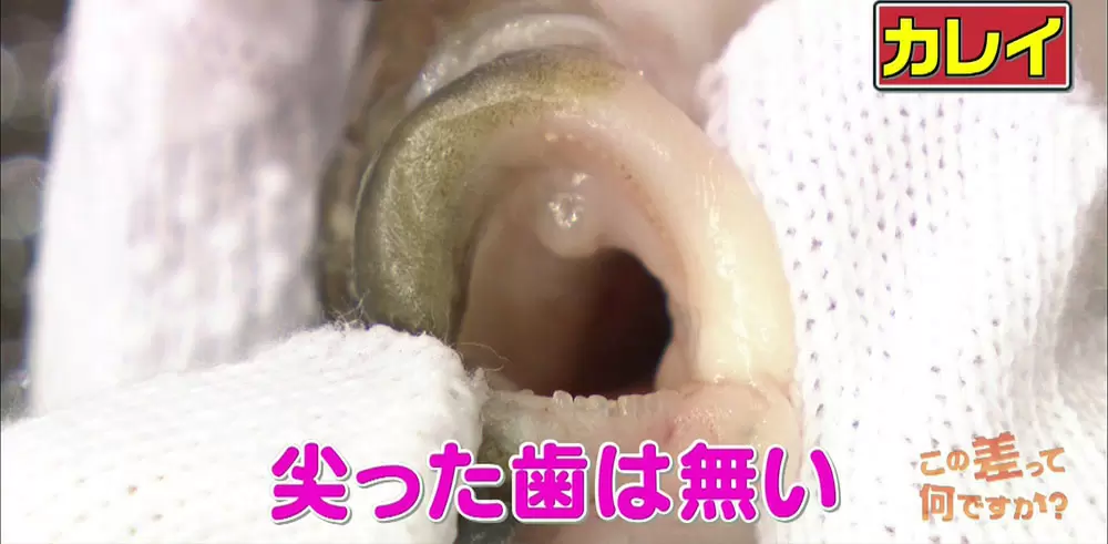 ヒラメ と カレイ 似ているのに カレイの刺身 を見ないのはなぜ この差って何ですか Tbsテレビ