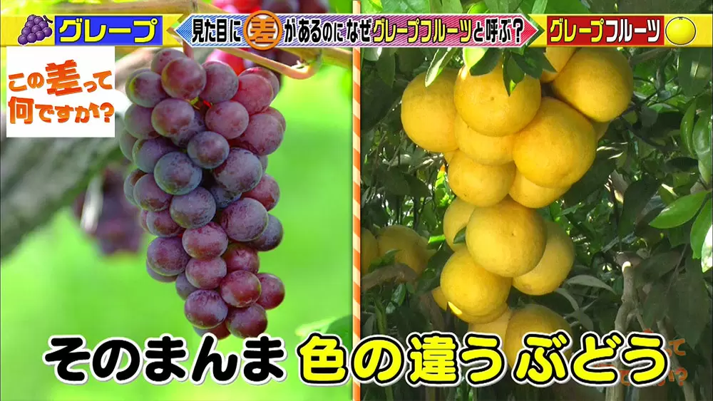 グレープ と グレープフルーツ には意外な共通点が隠されていた この差って何ですか Tbsテレビ グレープ と グレープフルーツ には意外な共通点が隠されていた この差って何ですか Tbsテレビ