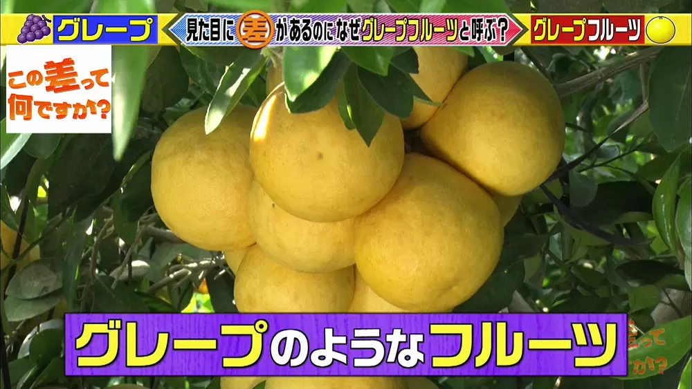 グレープ と グレープフルーツ には意外な共通点が隠されていた この差って何ですか Tbsテレビ グレープ と グレープフルーツ には意外な共通点が隠されていた この差って何ですか Tbsテレビ