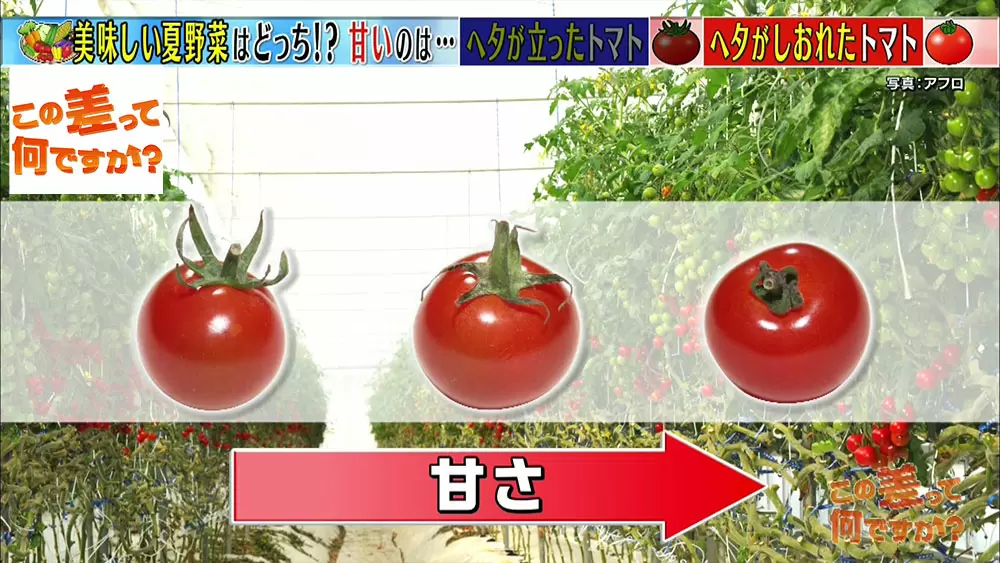 知っておくと得する おいしい野菜の見分け方3選 この差って何ですか Tbsテレビ 知っておくと得する おいしい野菜の見分け方3選 この差って何ですか Tbsテレビ