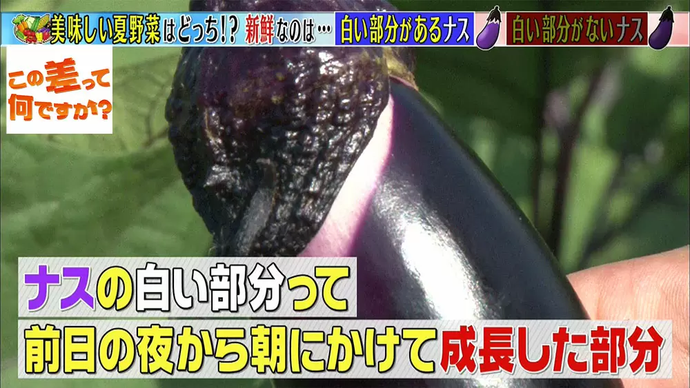 知っておくと得する おいしい野菜の見分け方3選 この差って何ですか Tbsテレビ