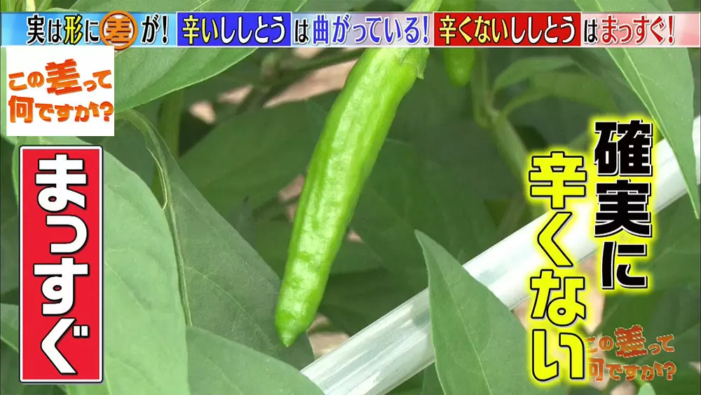 辛くないししとう」を見分ける方法がある？|この差って何ですか？｜TBS 