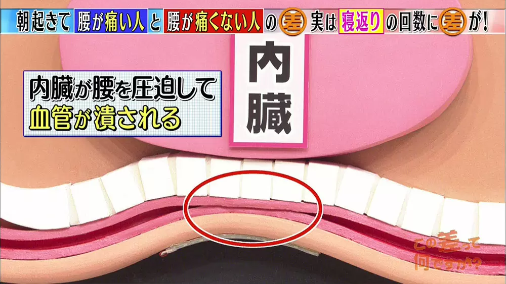 朝起きたときに腰が痛くなる その理由と改善方法は Tbsテレビ 朝起きたときに腰が痛くなる その理由と改善方法は Tbsテレビ