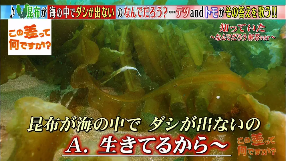 昆布のダシが海の中では出ないのはなぜ この差って何ですか Tbsテレビ 昆布のダシが海の中では出ないのはなぜ この差って何ですか Tbsテレビ