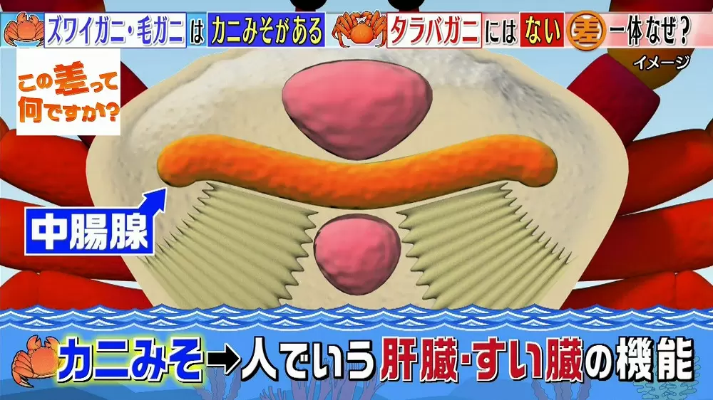 カニみそ があるカニと ないカニの差って何 この差って何ですか Tbsテレビ