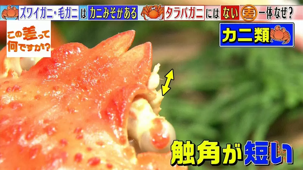 カニみそ があるカニと ないカニの差って何 この差って何ですか Tbsテレビ