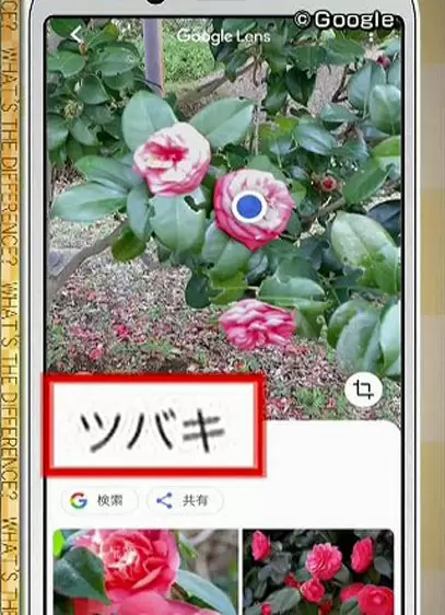 写真を撮るだけで名前も値段も分かる Googleレンズ が超便利 Tbsテレビ 写真を撮るだけで名前も値段も分かる Googleレンズ が超便利 Tbsテレビ
