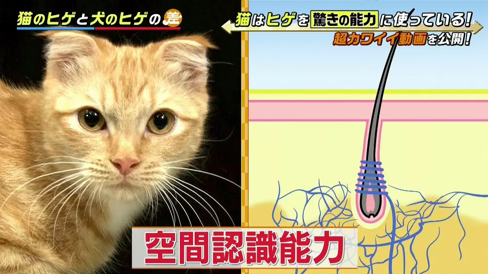 猫のヒゲと犬のヒゲは機能が全く違うって知ってた Tbsテレビ