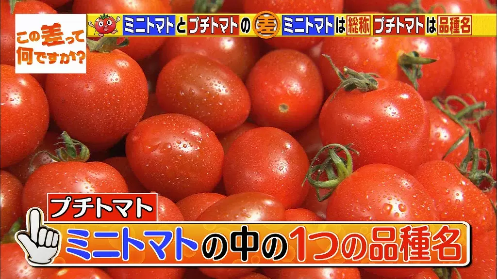 ミニトマトとプチトマトの違いって何ですか この差って何ですか Tbsテレビ