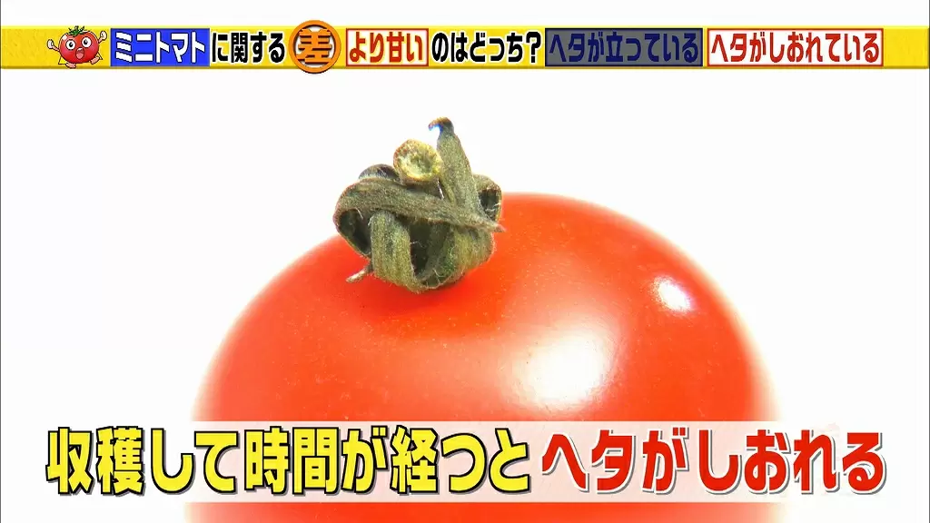 ちょっとの工夫で美味しさや栄養を保てるトマトの豆知識 Tbsテレビ ちょっとの工夫で美味しさや栄養を保てるトマトの豆知識 Tbsテレビ