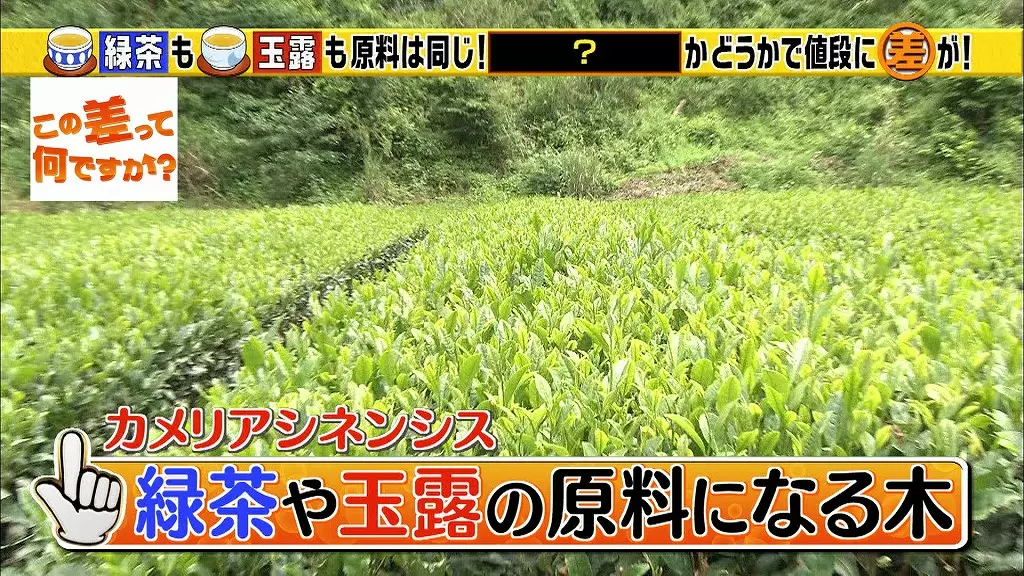 お茶はみんな同じ葉っぱからできていた 種類の違いは何 Tbsテレビ