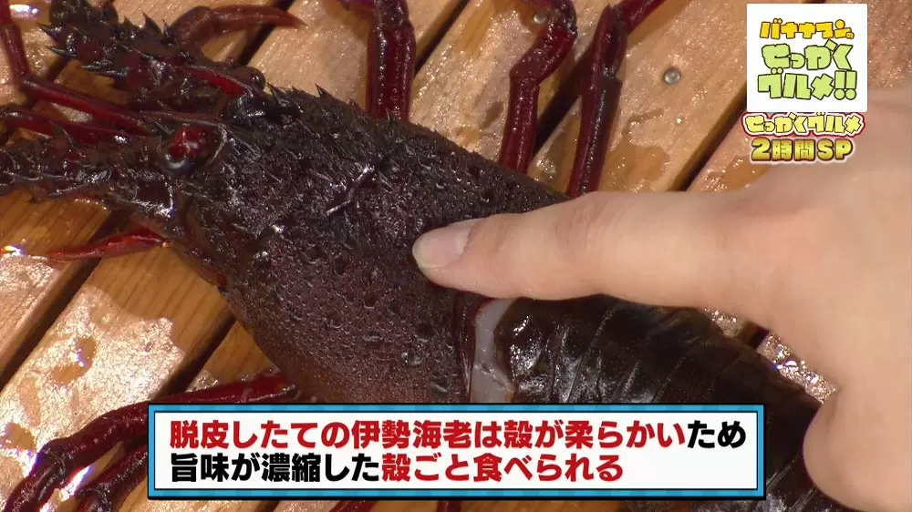殻ごと食べられる 幻の伊勢海老 を発見 バナナマンのせっかくグルメ Tbsテレビ