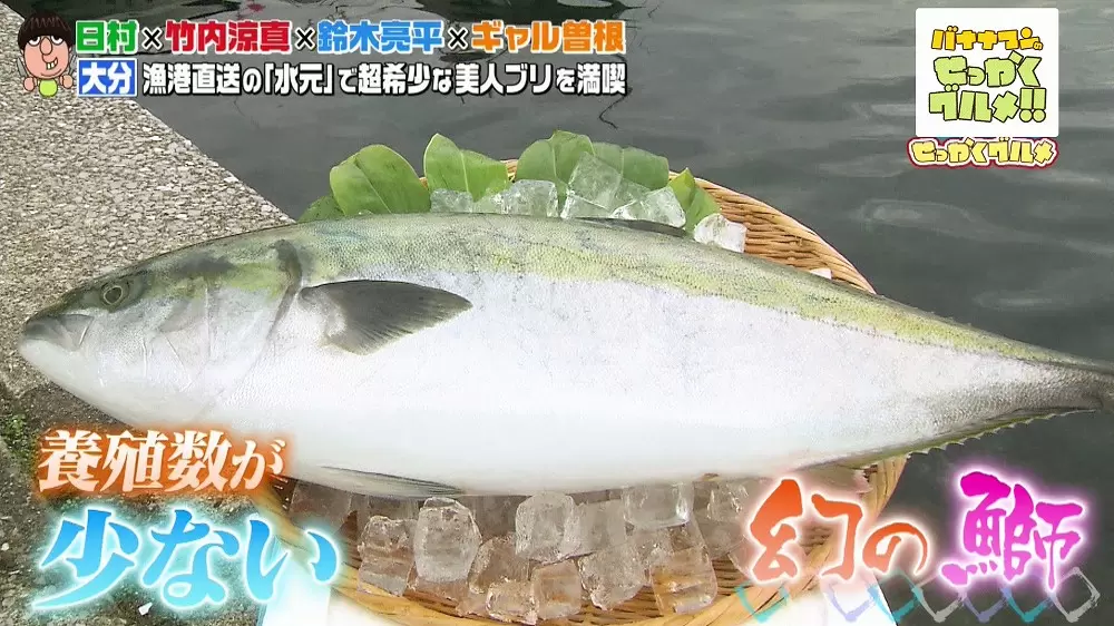 エサは 日本酒 超希少な 美人ブリ を知っていますか バナナマンのせっかくグルメ Tbsテレビ エサは 日本酒 超希少な 美人ブリ を知っていますか バナナマンのせっかくグルメ Tbsテレビ