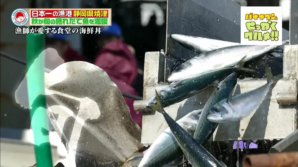 海の幸たっぷり 地元漁師オススメ海鮮グルメ3選in焼津 Tbsテレビ 海の幸たっぷり 地元漁師オススメ海鮮グルメ3選in焼津 Tbsテレビ