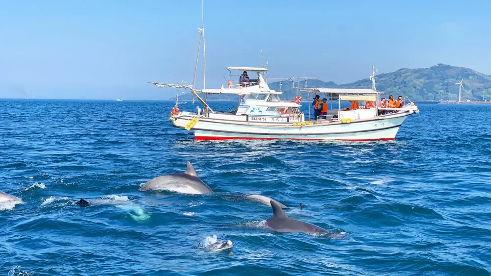 日本に一年中イルカに出会えるリゾートアイランドがあるって知ってました タビフク Vr Tbsテレビ