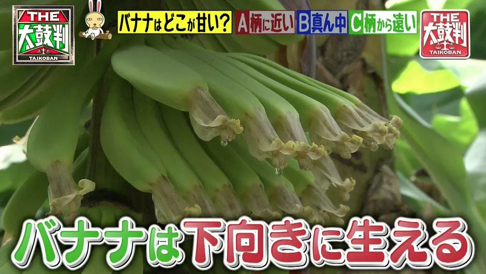 バナナの意外な秘密 一番甘い部分はどこ 黒い斑点があったほうがいい 名医のthe太鼓判 Tbsテレビ