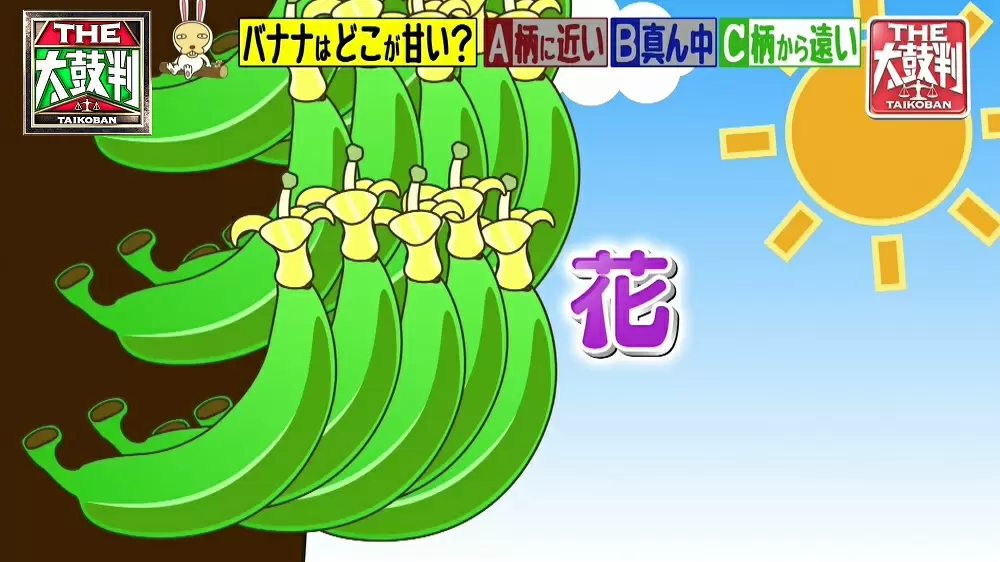 バナナの意外な秘密 一番甘い部分はどこ 黒い斑点があったほうがいい 名医のthe太鼓判 Tbsテレビ バナナの意外な秘密 一番甘い部分はどこ 黒い斑点があったほうがいい 名医のthe太鼓判 Tbsテレビ