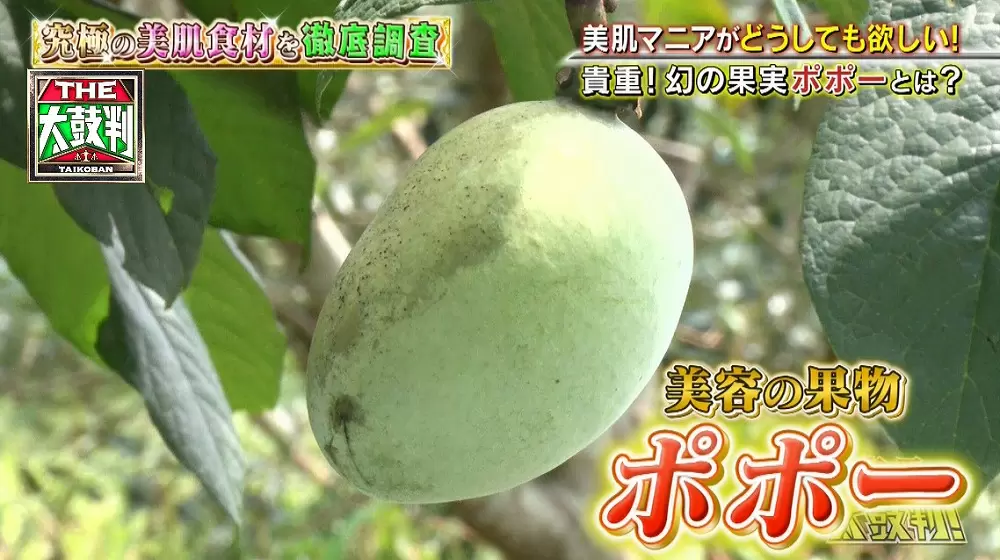 美容マニアが欲しがる、幻の美肌果実「ポポー」とは？|名医のTHE太鼓判 