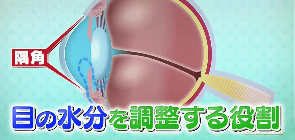 目の水分を調整する「隅角」