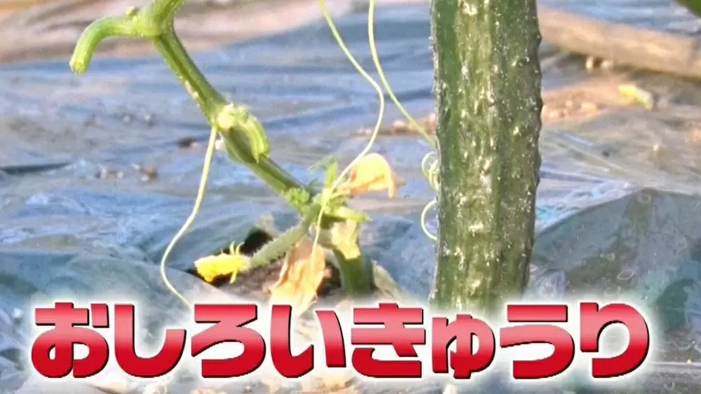 白い粉が“おしろい”のように見えることから、『おしろいきゅうり』と命名