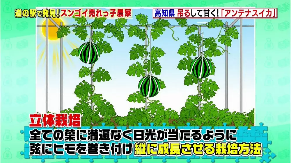 冬でも味わえる驚くほど甘いスイカがあった 坂上 指原のつぶれない店 Tbsテレビ
