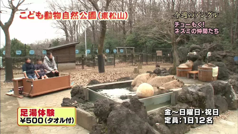 カピバラを見ながら「足湯」に浸かれる