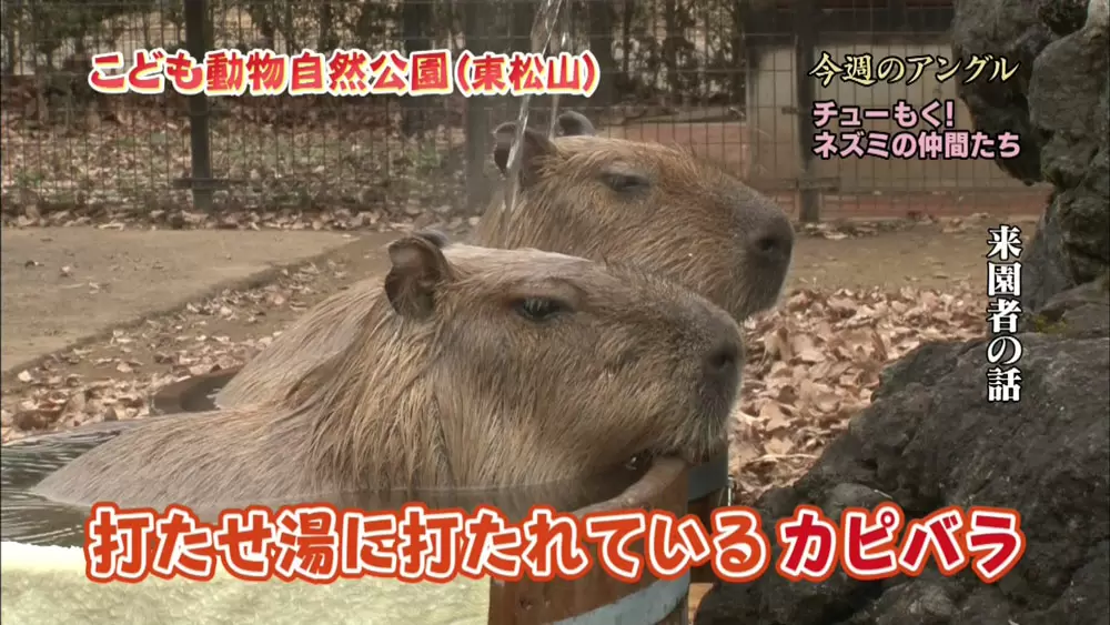 お湯に打たれるカピバラ