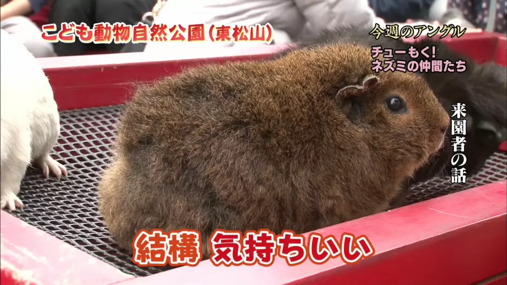 モルモットに触ることも