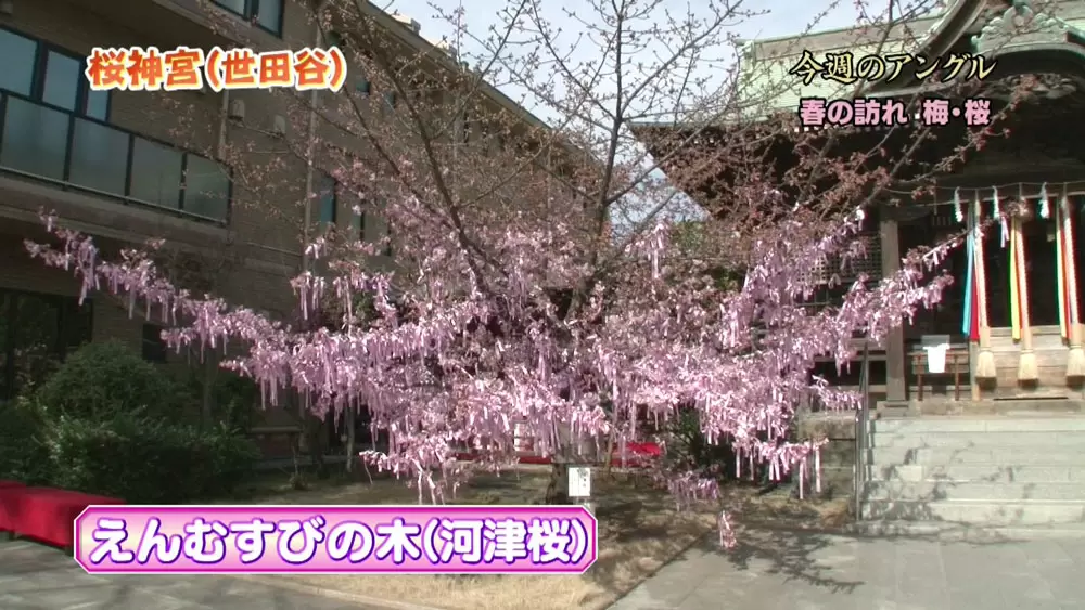 縁結びの願いが叶う といわれる木のある神社 桜神宮 噂の 東京マガジン Tbsテレビ