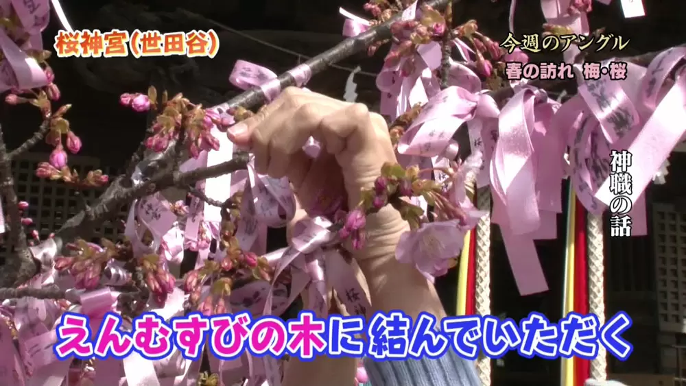 縁結びの願いが叶う といわれる木のある神社 桜神宮 噂の 東京マガジン Tbsテレビ