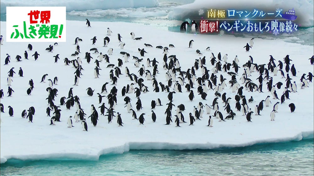 ペンギン界の保育園 って何 知られざるペンギンのトリビア 世界ふしぎ発見 Tbsテレビ